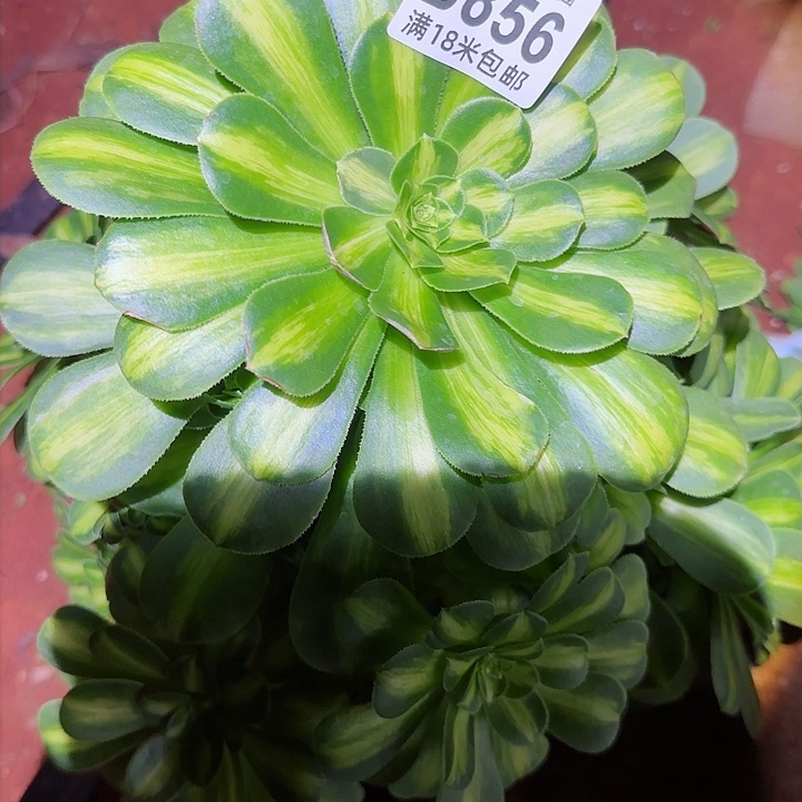 多肉法师翡翠琉璃