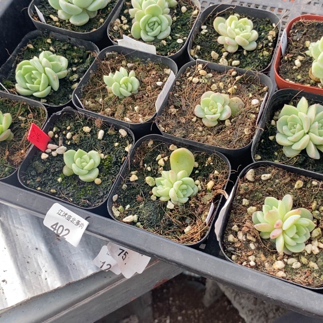 402号打包12颗多肉