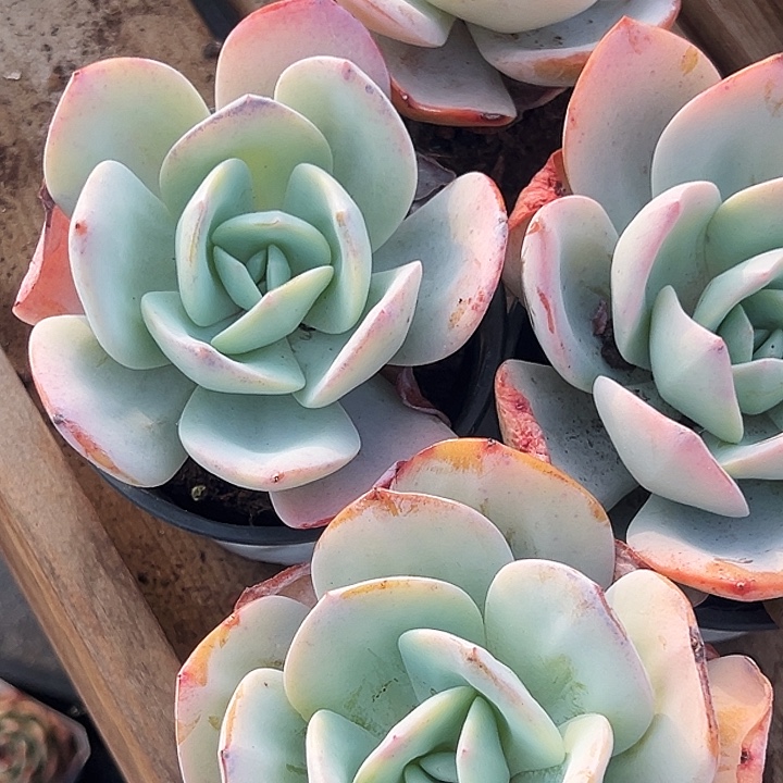      奶茶   福利多多