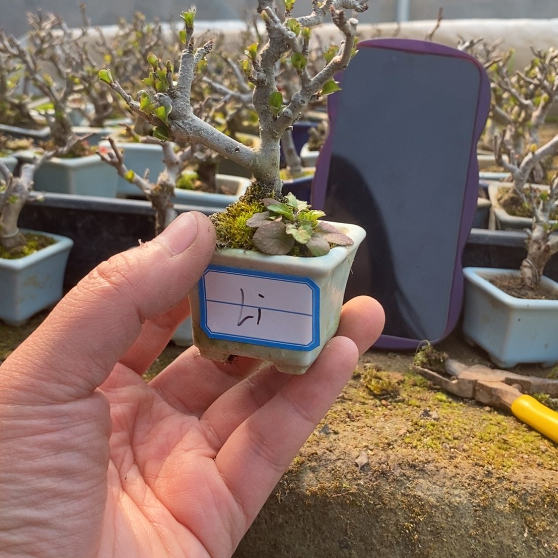 【闪购商品】长寿梅盆景艺术中心长寿梅盆景艺术中心