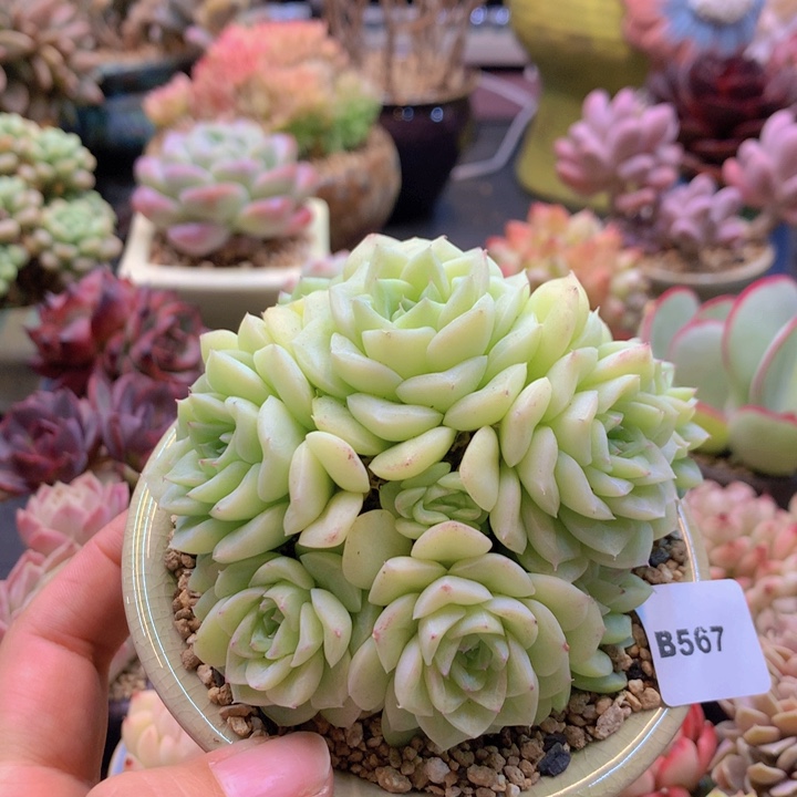 一物一拍含盆土满38包邮B567