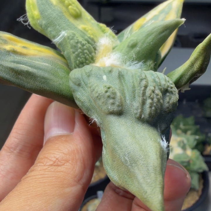 龙形外星怒锦无敌啊