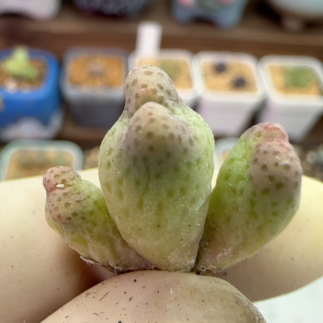 133园艺优选红斑马