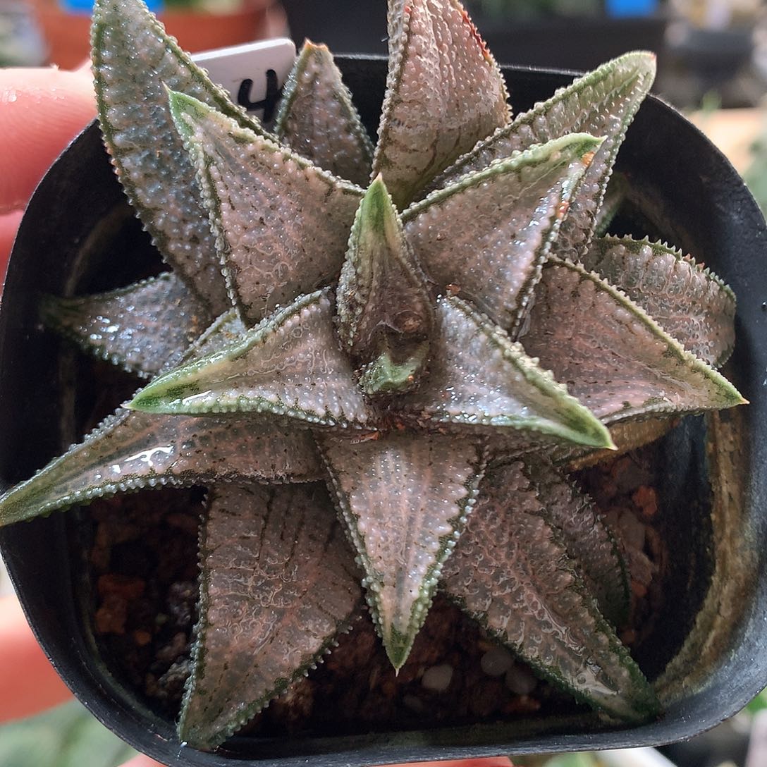 24号银狼蛛硬叶带盆土