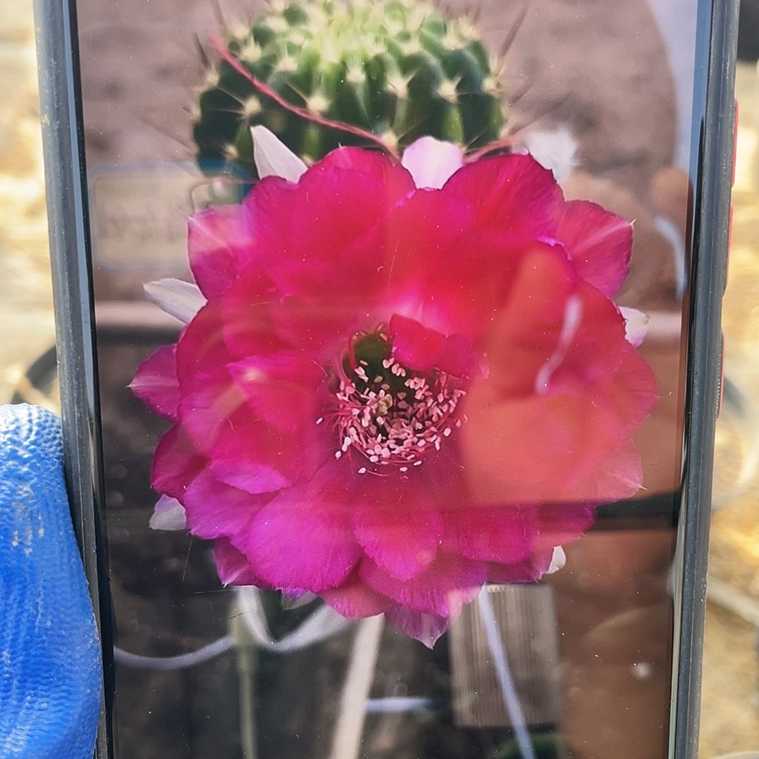 0505丽花自根球5公分以上满18包邮