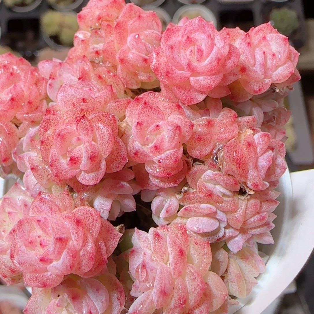 花语多肉1207-60散