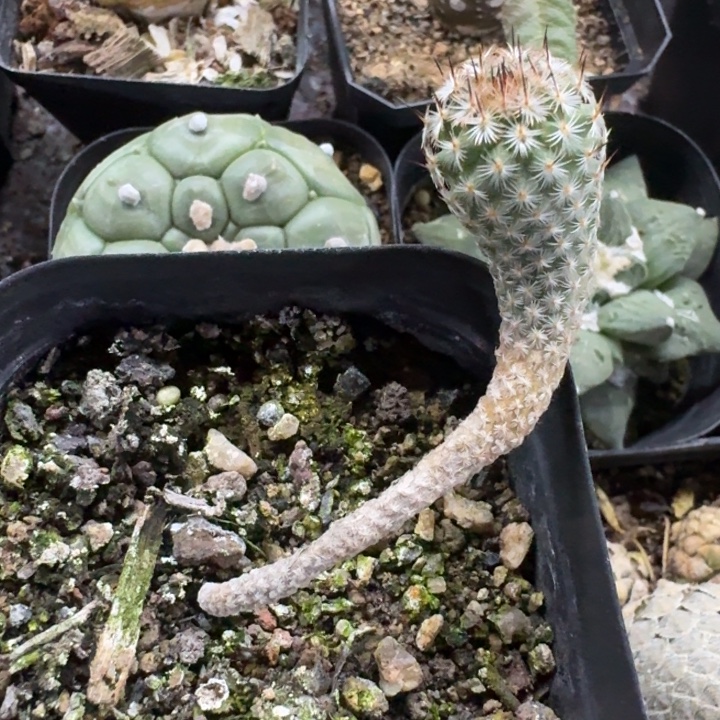 赤花美针玉实生仙人球 