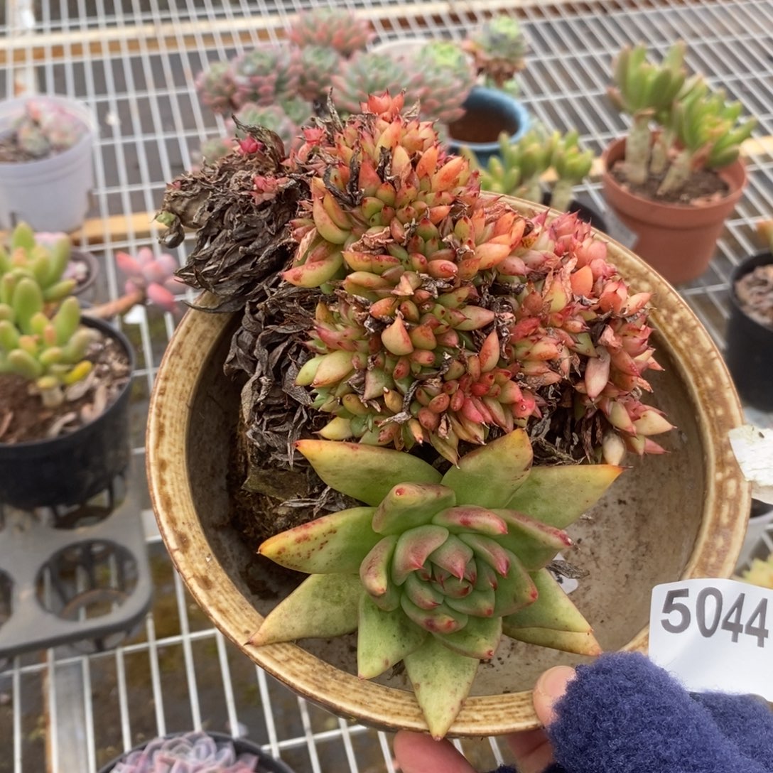 5044乌木缀化一物一拍（有瑕疵不售后）