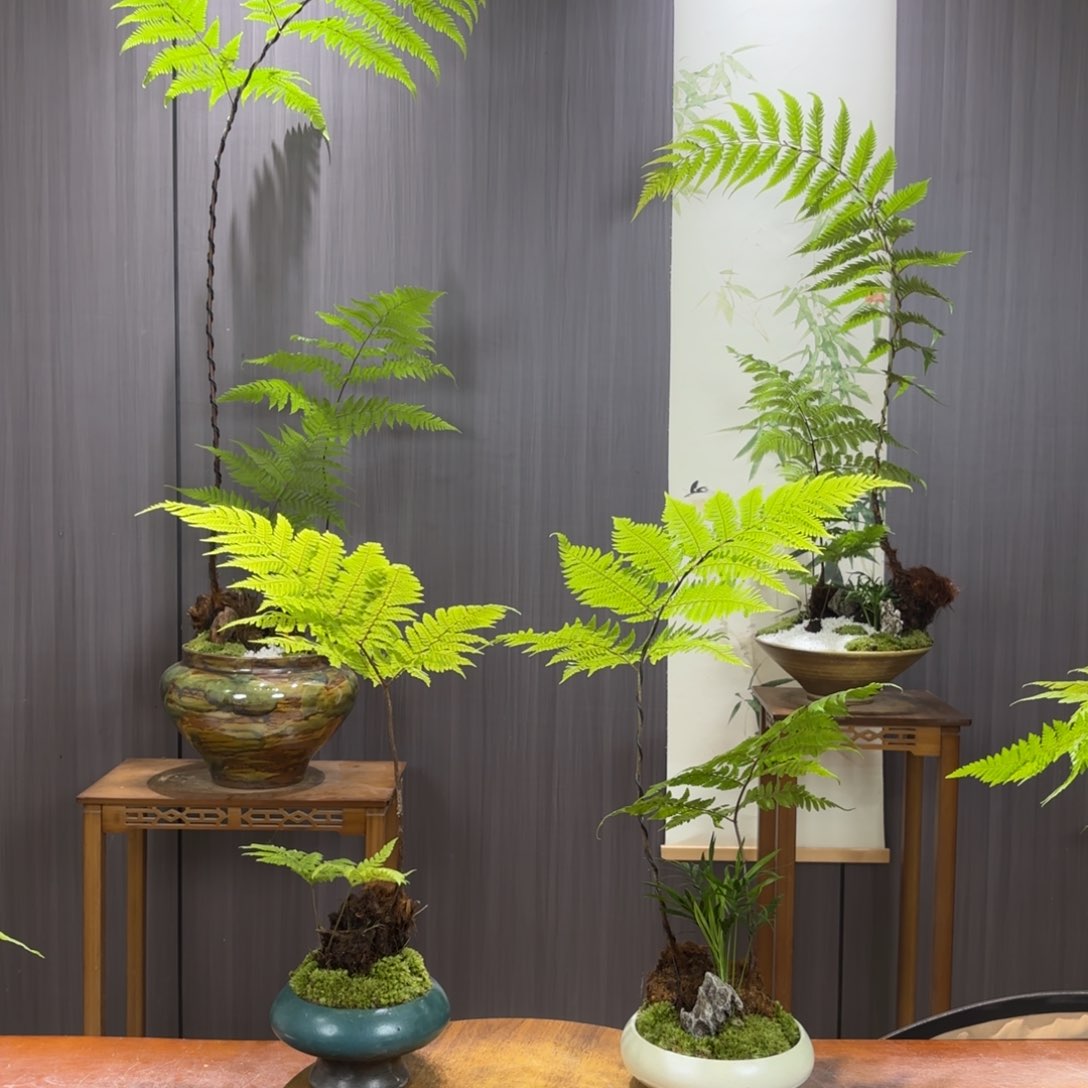 无花朵A***g蕨蕨蕨蕨蕨蕨蕨蕨蕨