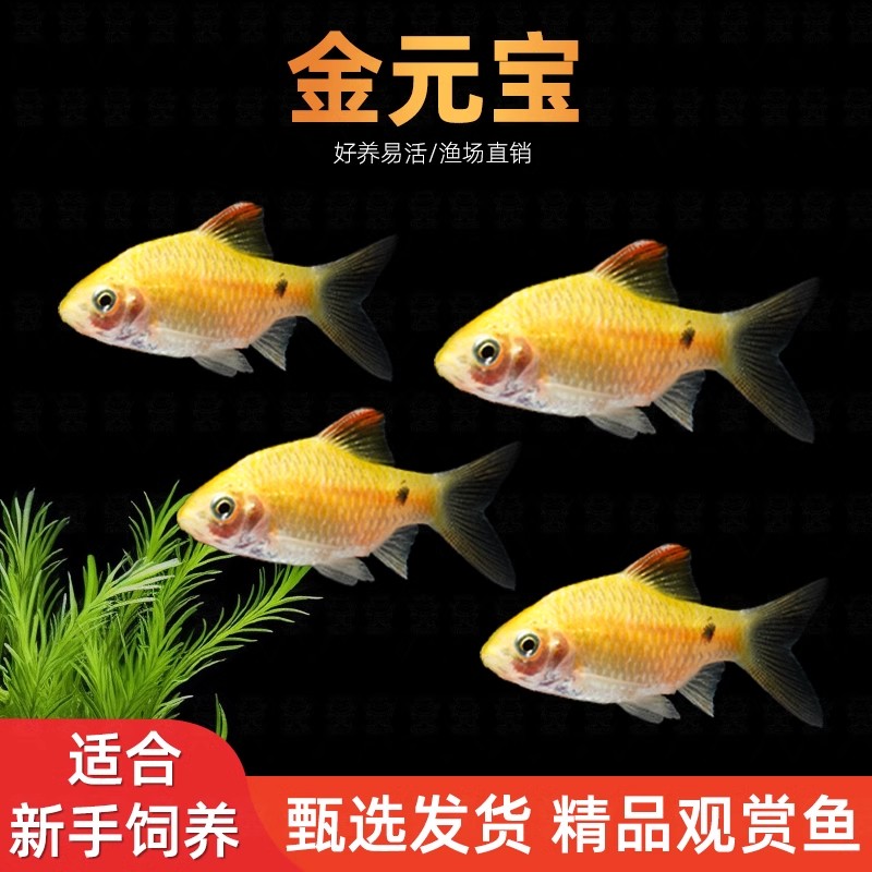 【行情】金元宝招财进宝冷水淡水鱼新手练手耐养群游鱼小型观赏鱼