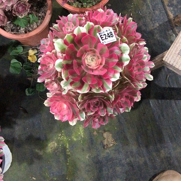 是***呀女巫多肉248000000000