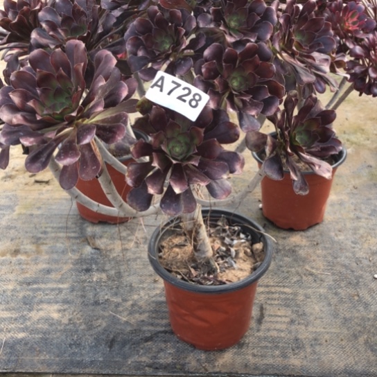 法师多肉植物?****?法师728