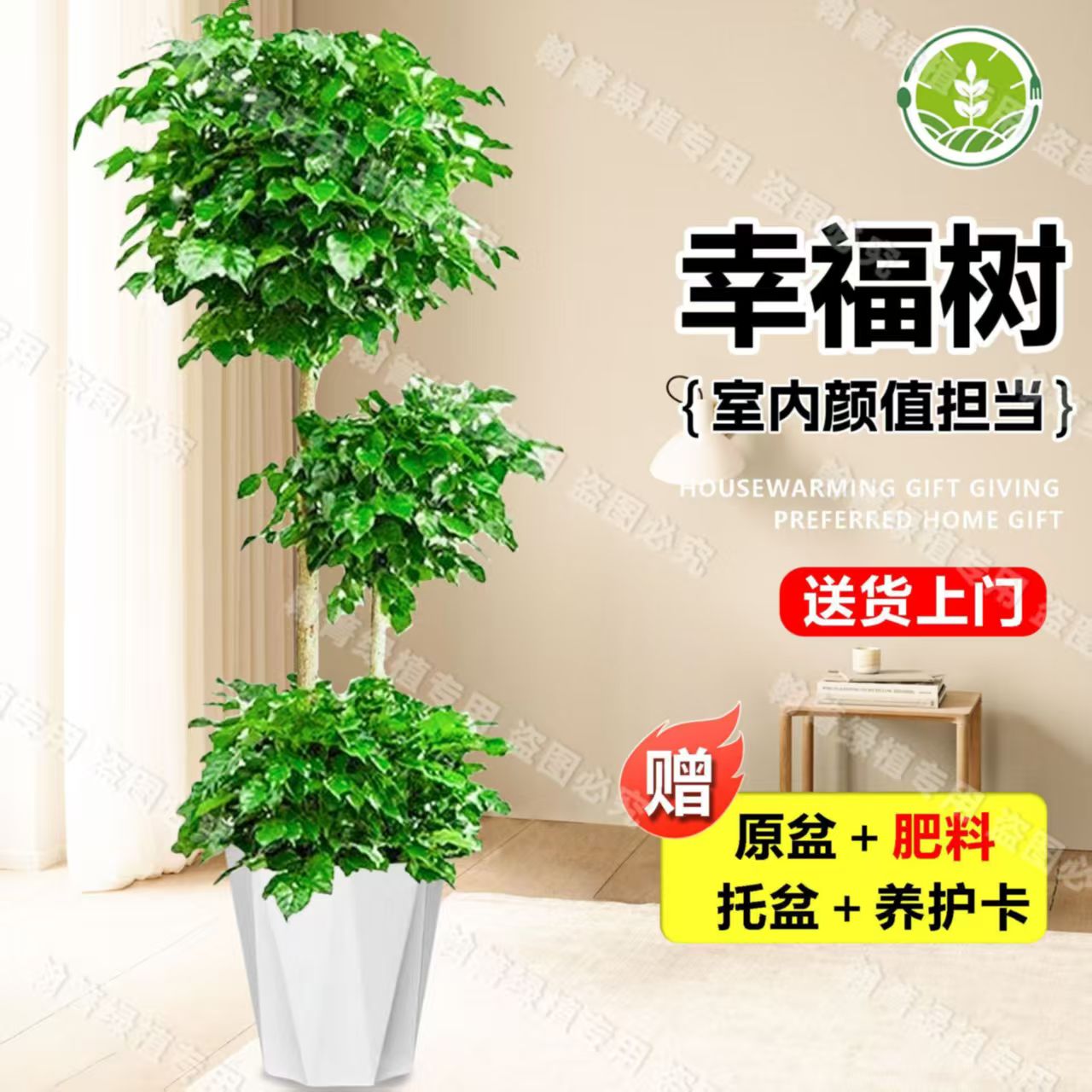 三层幸福树绿植老桩室内客厅四季常绿