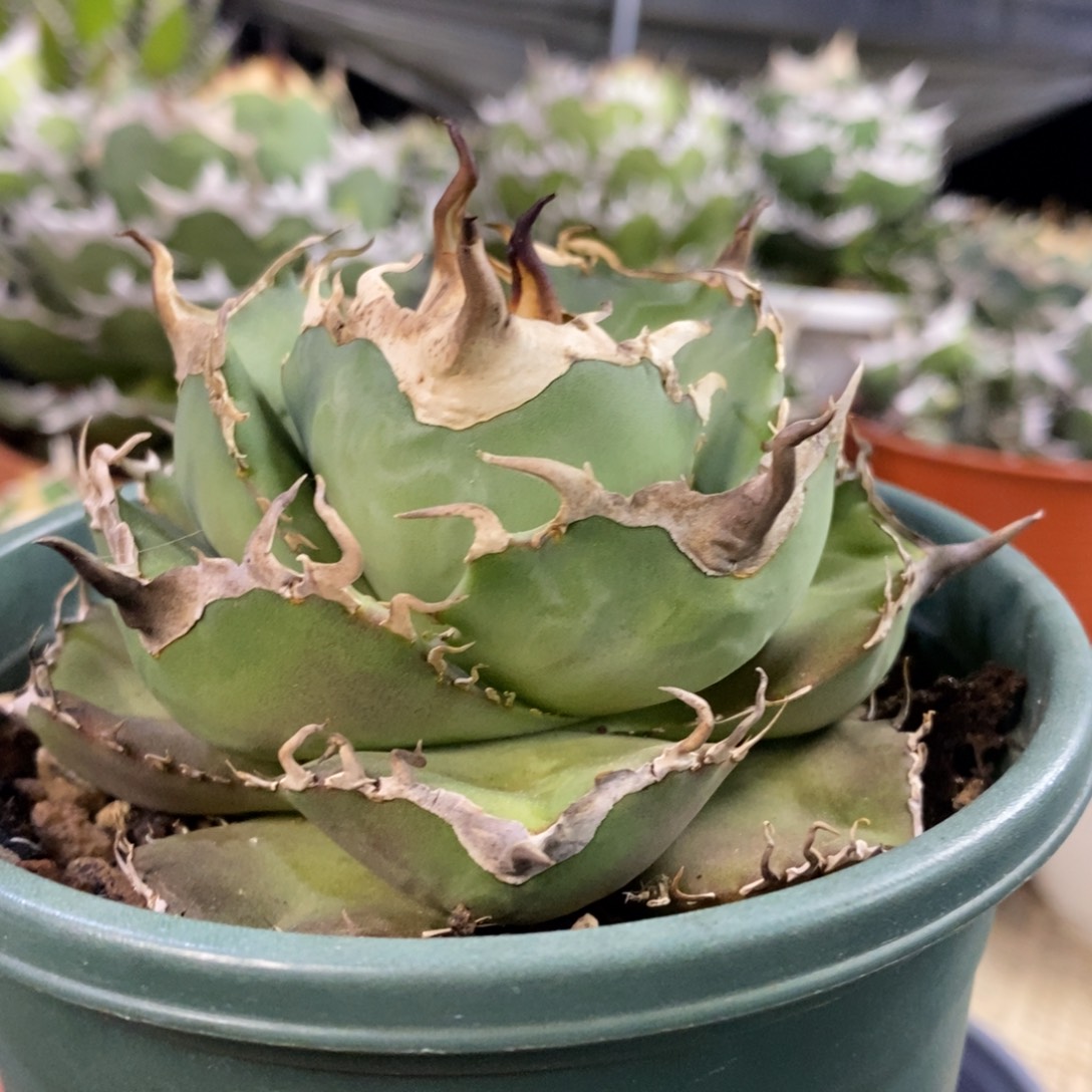 白钻石亚成111111111