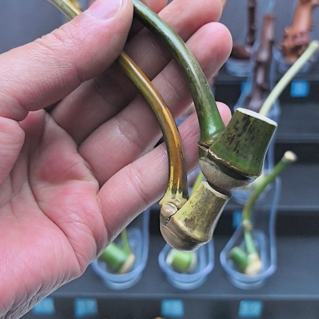 *****小竹子烟斗，粗中细可以用