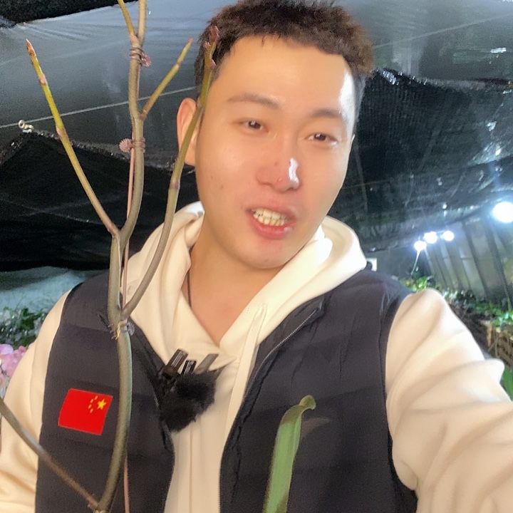 无花朵5寸盲盒蝴蝶兰