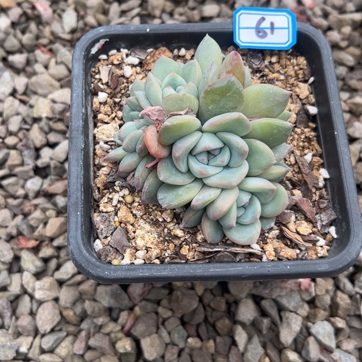 青****一物一拍泡芙多肉61