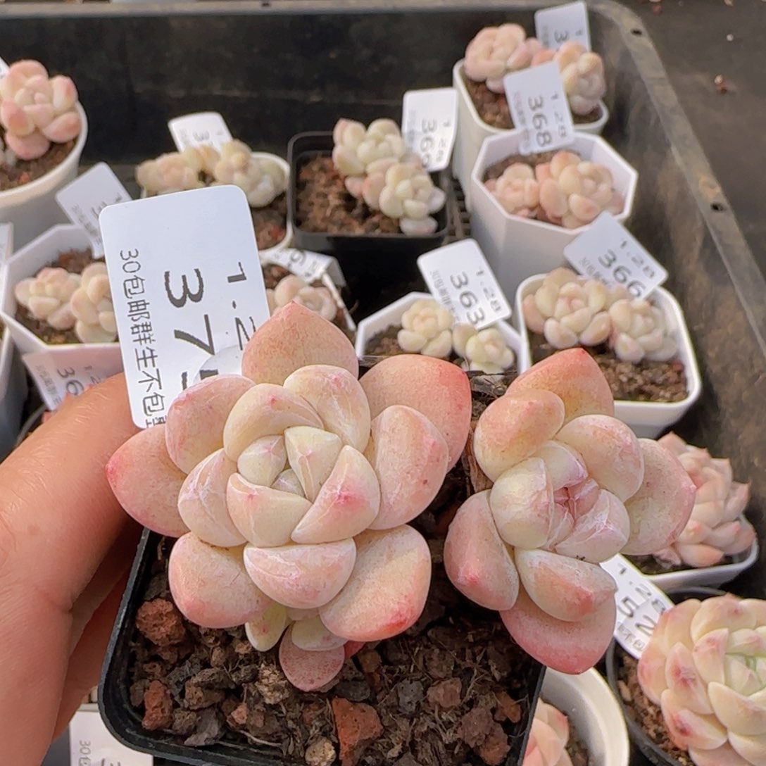 三头冰玉飘枝一颗