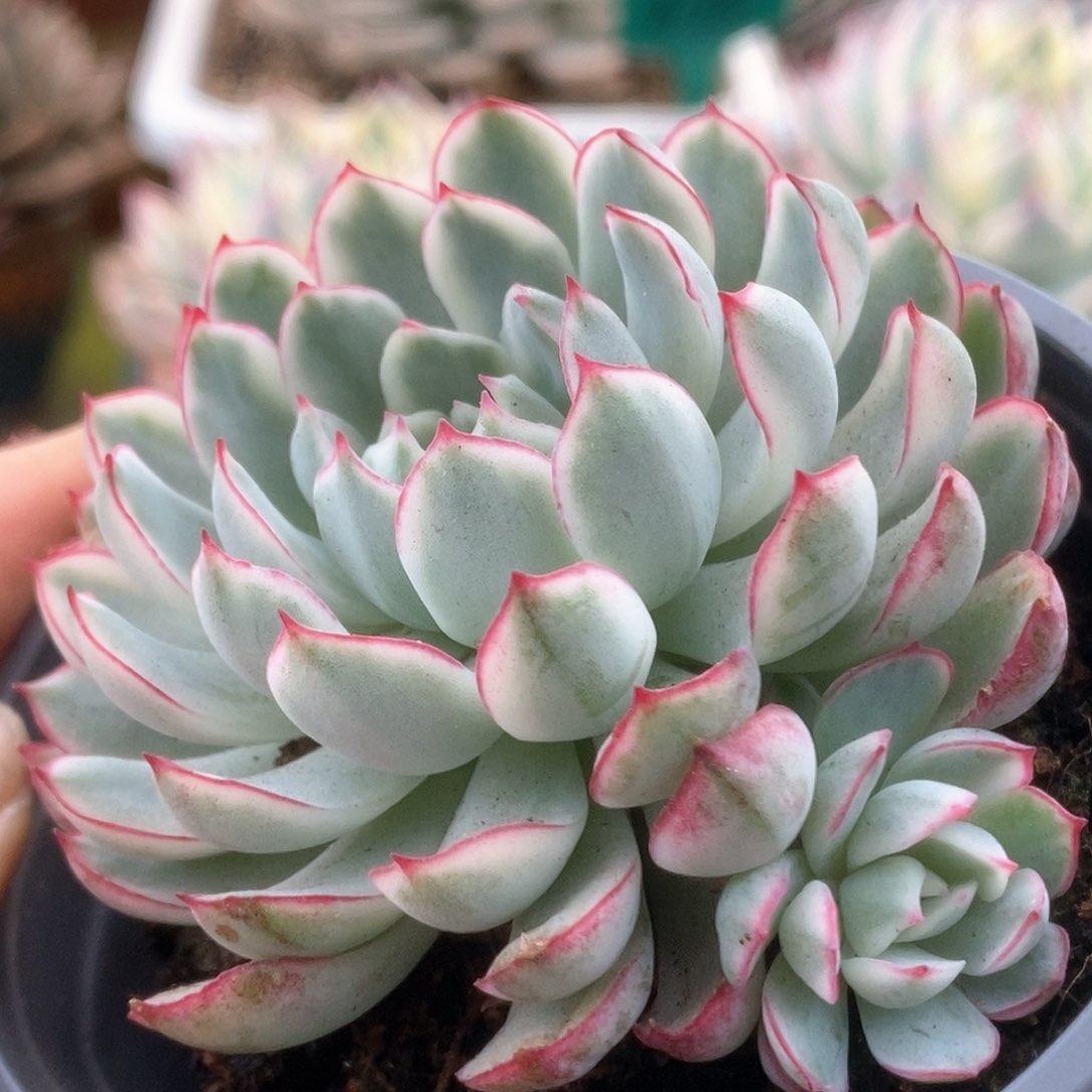 136白覆轮梦幻玫瑰锦