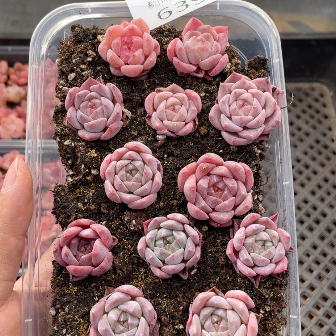 云糖心多肉植物639