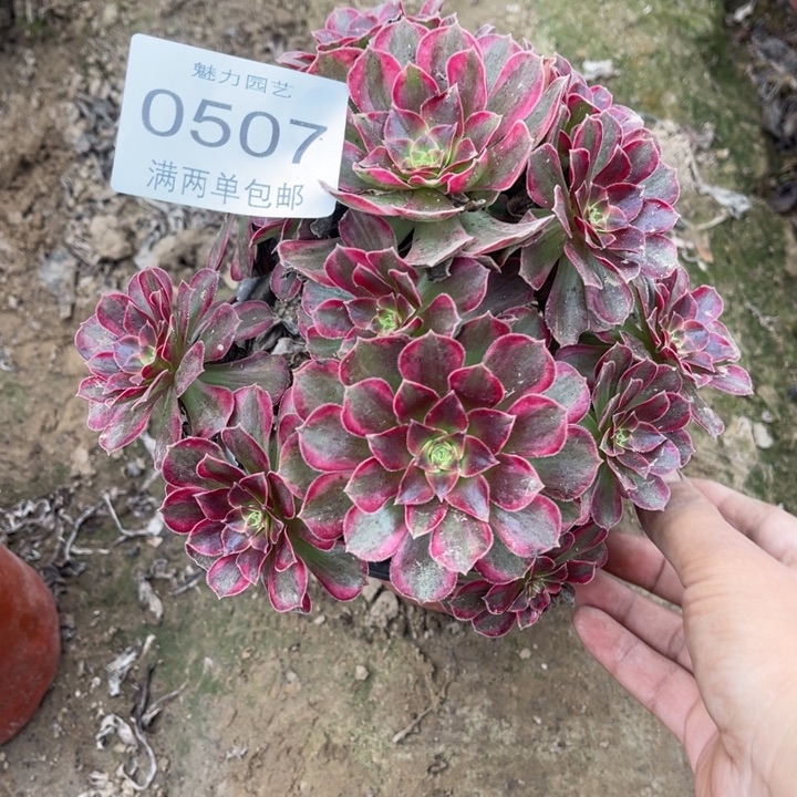 0507安娜的人多大的