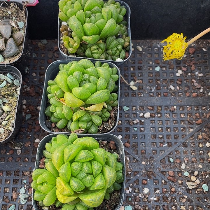 草玉露群带盆土发