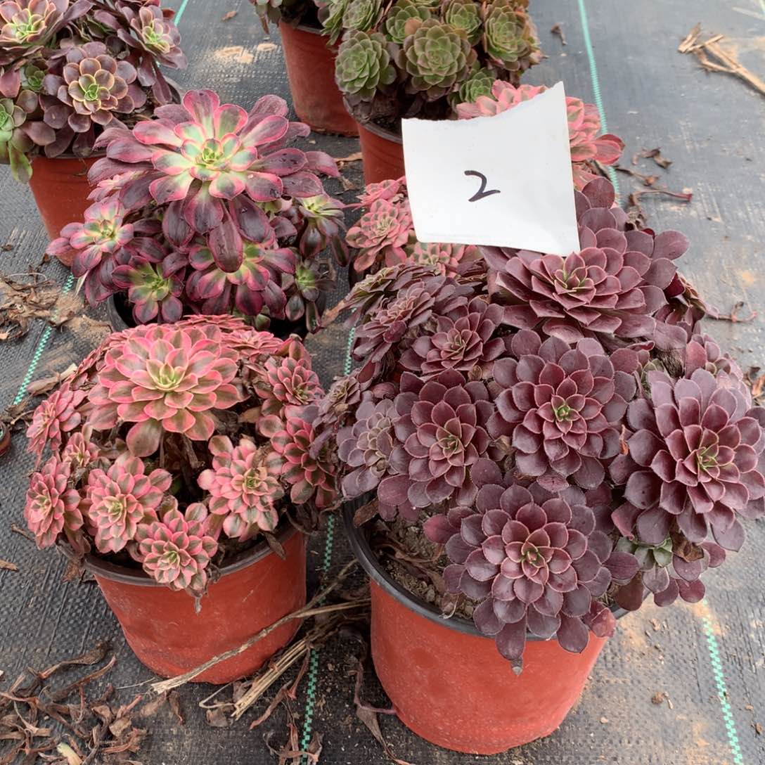 多肉植物盆栽植物