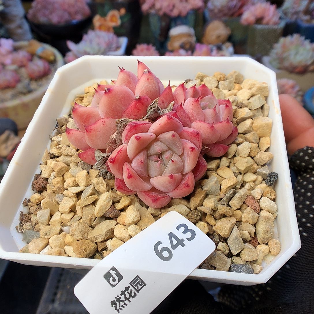 643佳人多肉植物6666