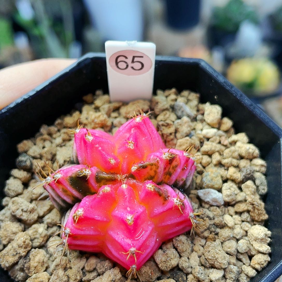 非偏远地区满25包邮仙人球