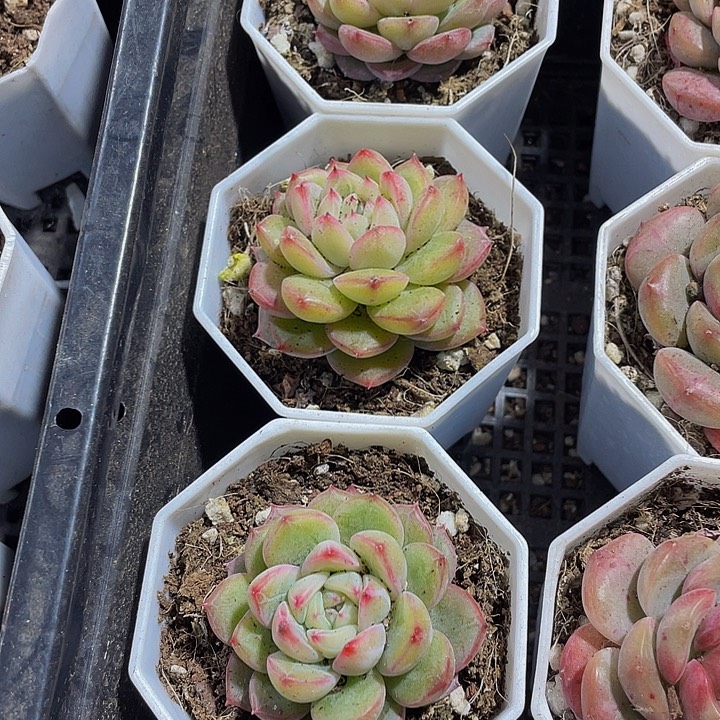 雪花珍妮带盆土发