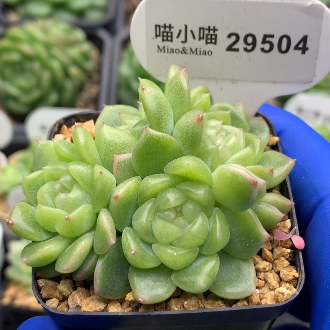 李***茜多肉植物杂交珍妮