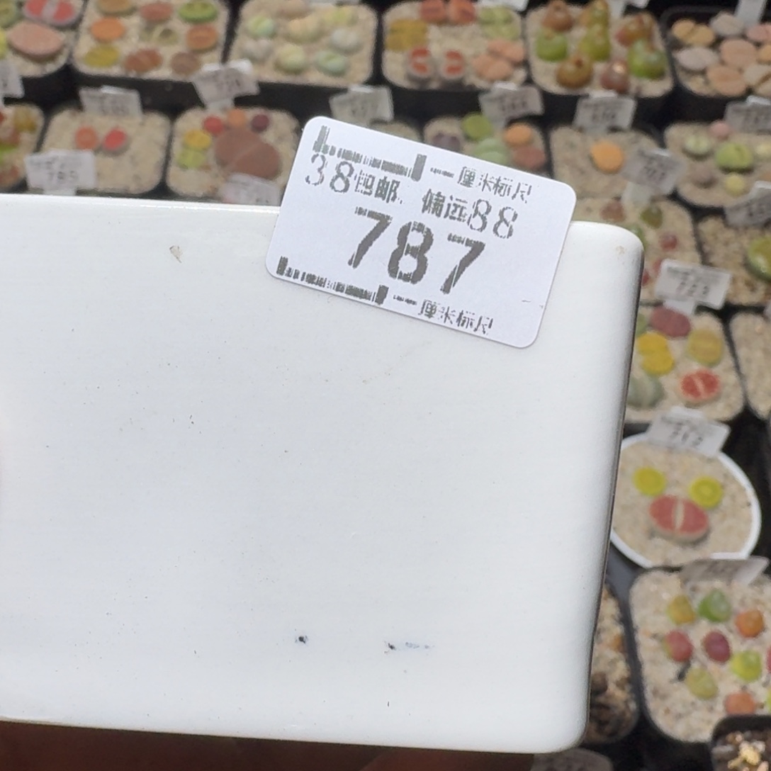 雪***Ssss便宜清仓价787盆