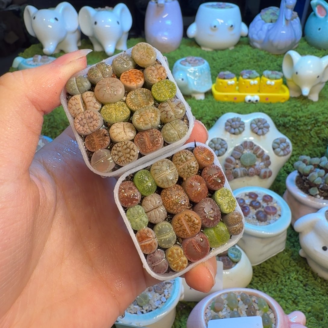 多肉植物福利冲冲1046