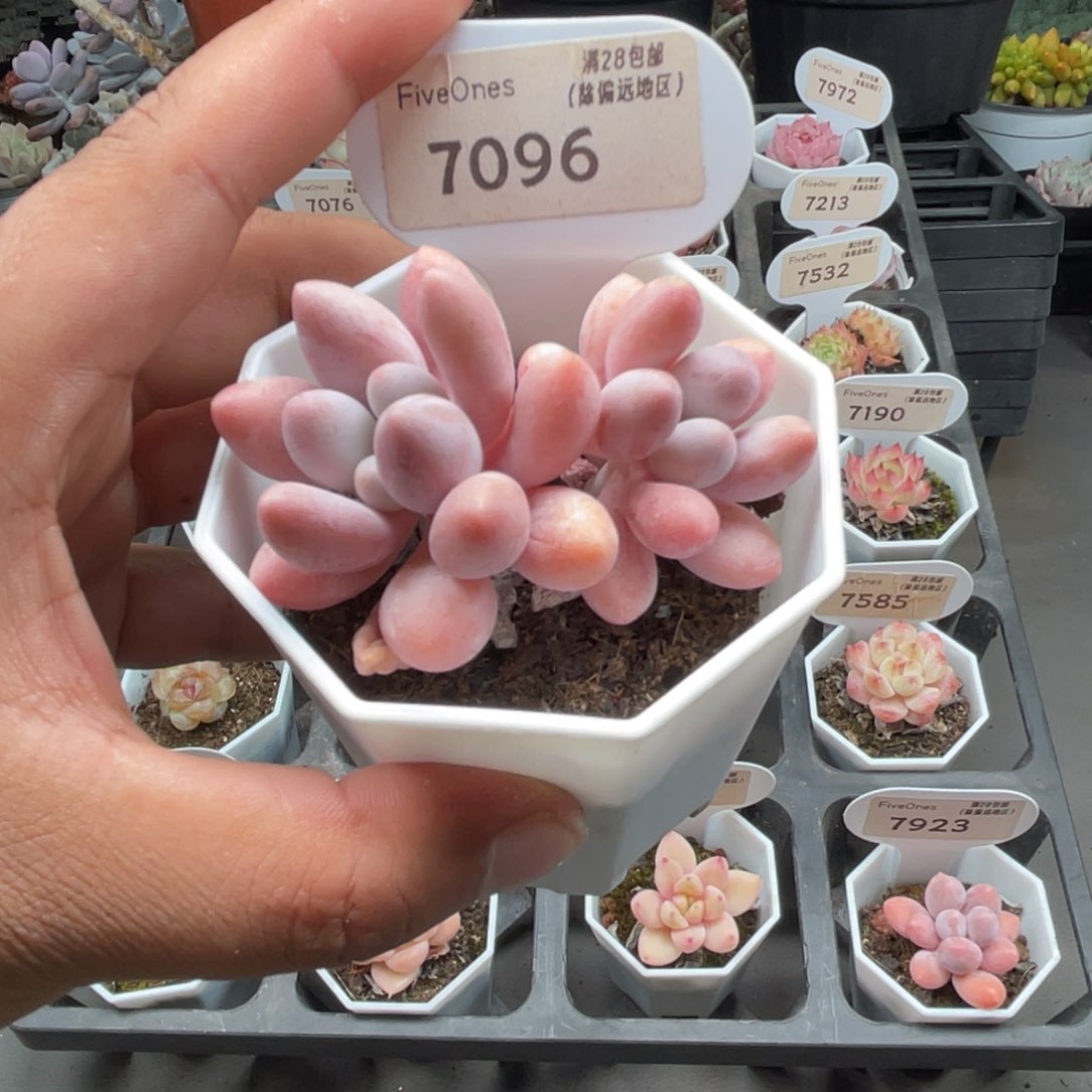 7096粉色恋人4.5厘米
