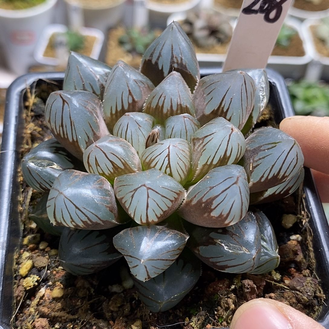 208龙爪母本十二卷多肉