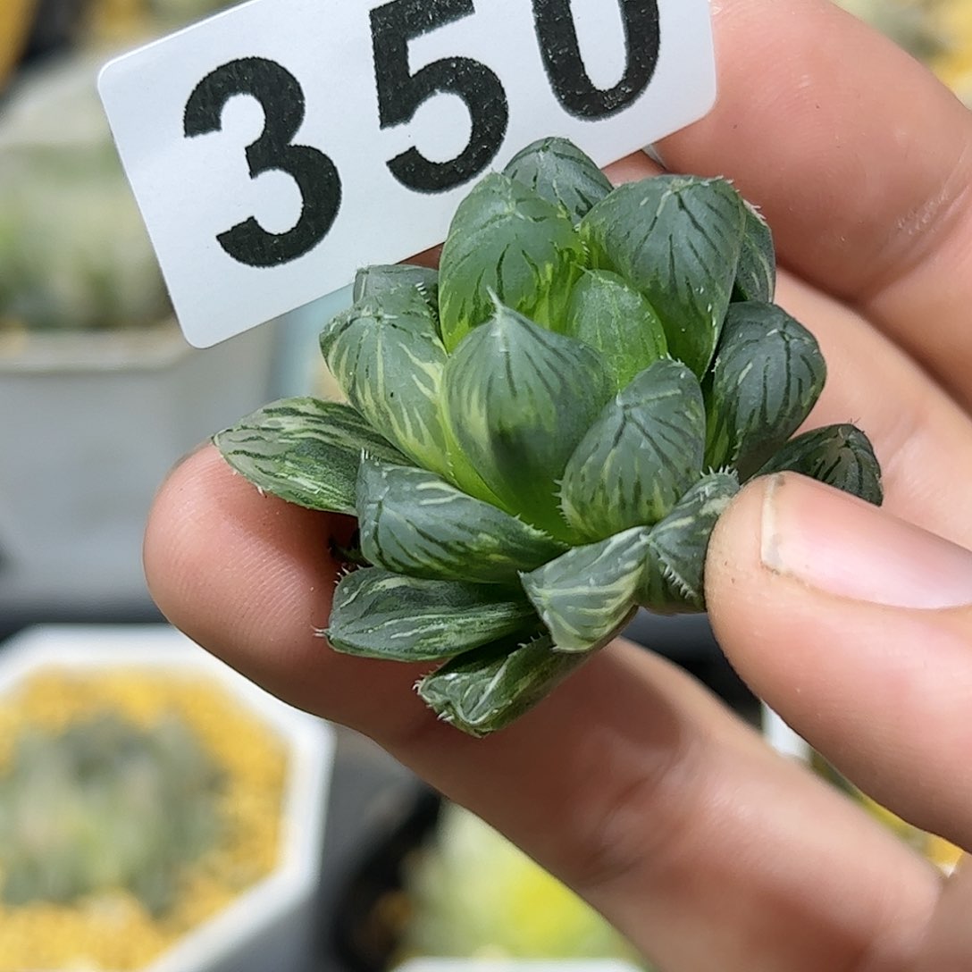 龙爪锦十二卷多肉植物