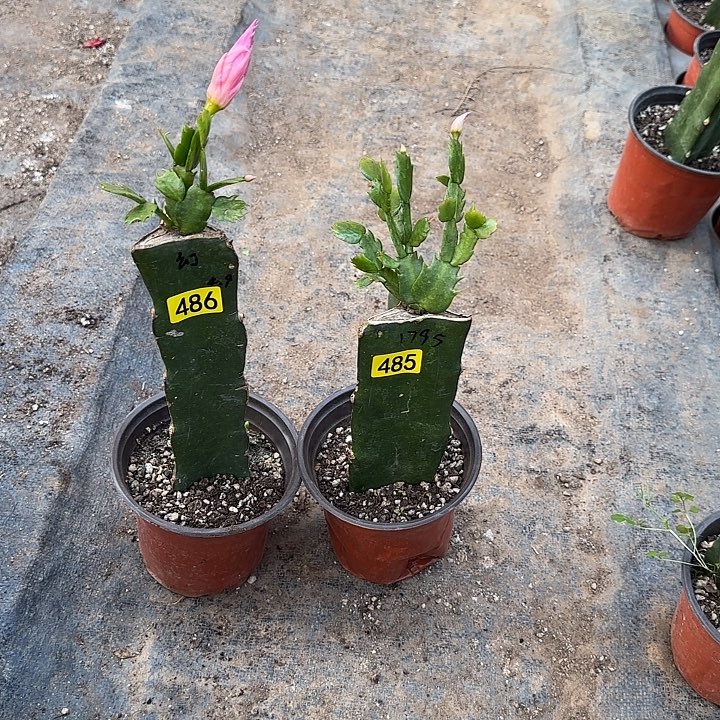 485+486嫁接蟹爪兰：1795+幻想女王