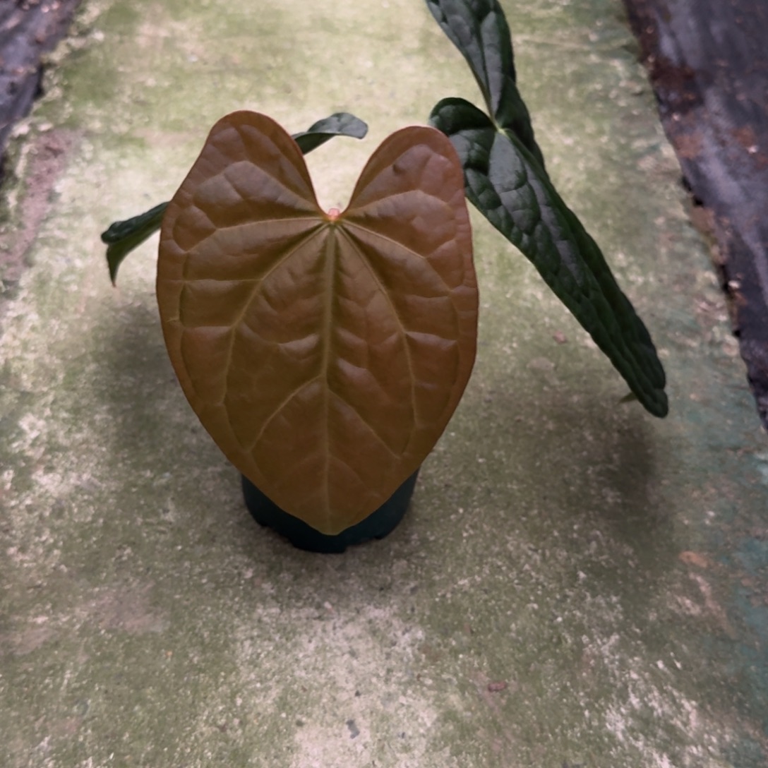 无花朵黑水晶杂黑奢华