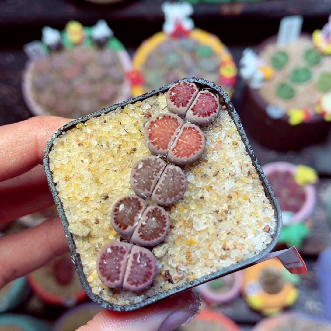 193生石花带盆发1