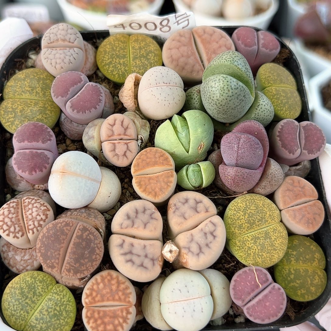 好养易活生石花大母本4008彩拼10cm盆