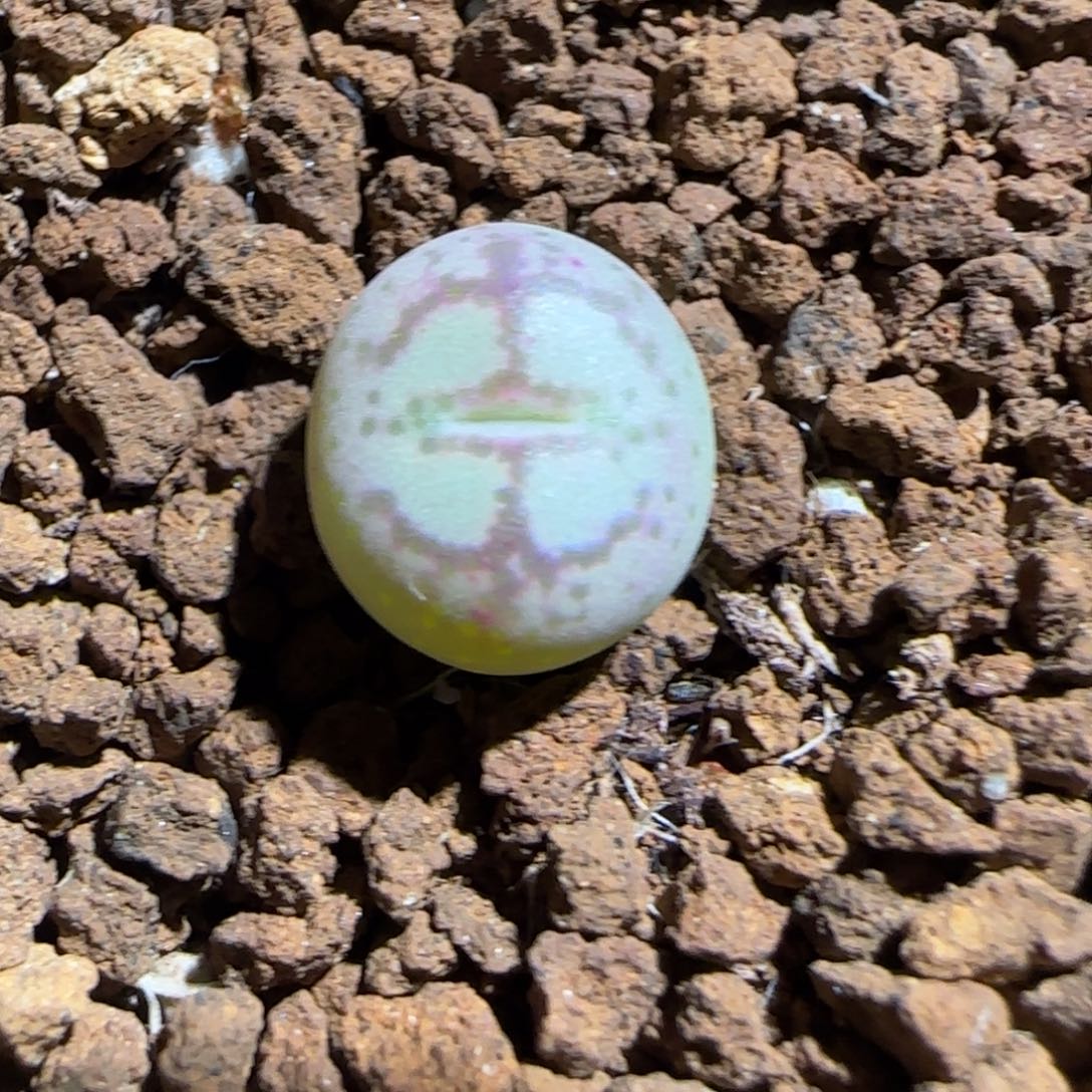 肉锥多肉植物组合-超级绒面猴脸1597