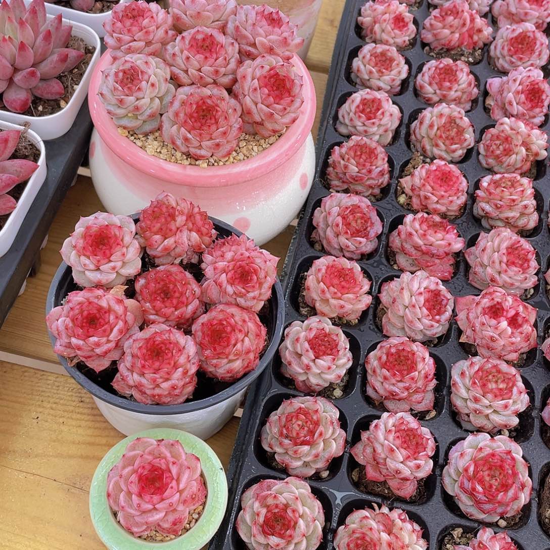 量拍72号 糖心天鹅绒单头双头混发7个