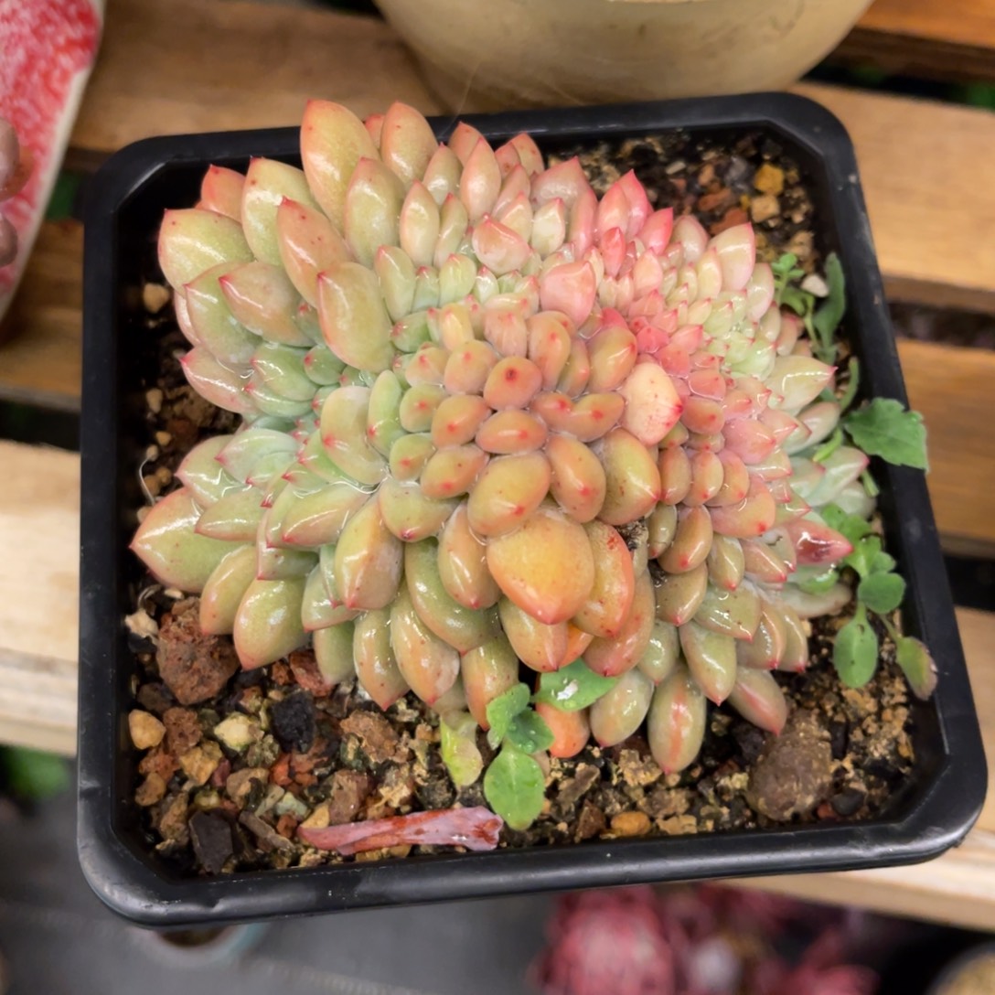 退***人868686868686868686868686