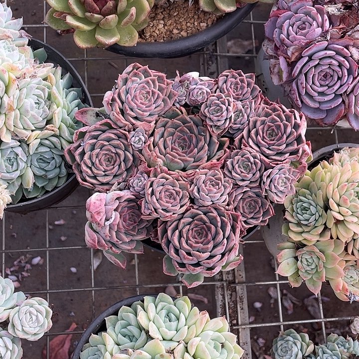 冰***淋杂交多肉植物群生