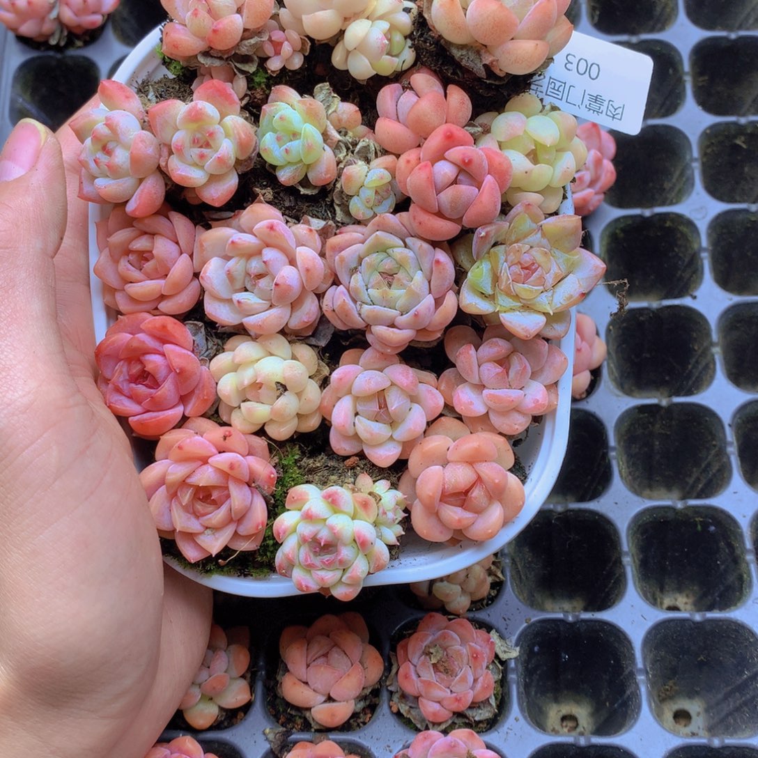 我要去看你了啊003