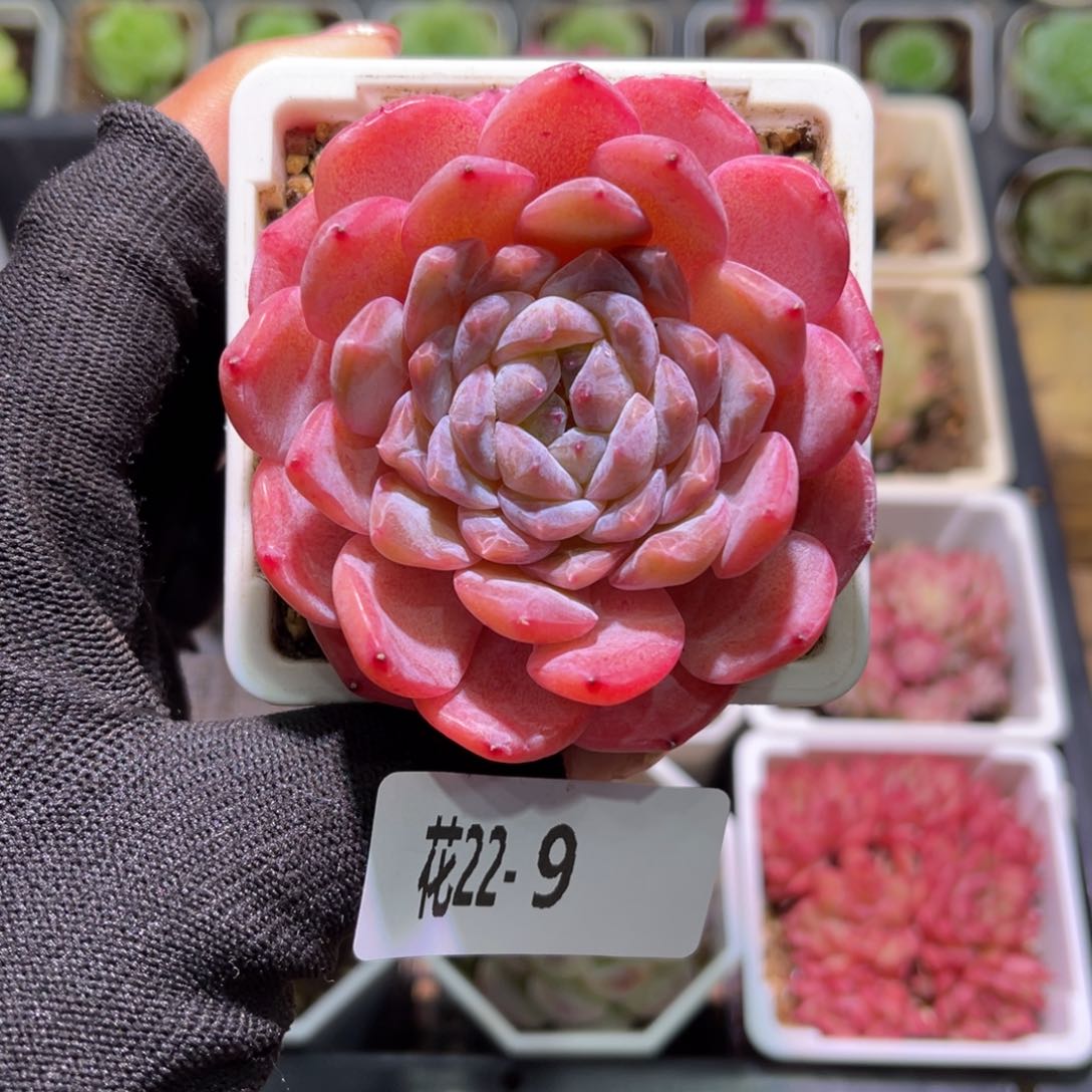 花22-09秋池单头