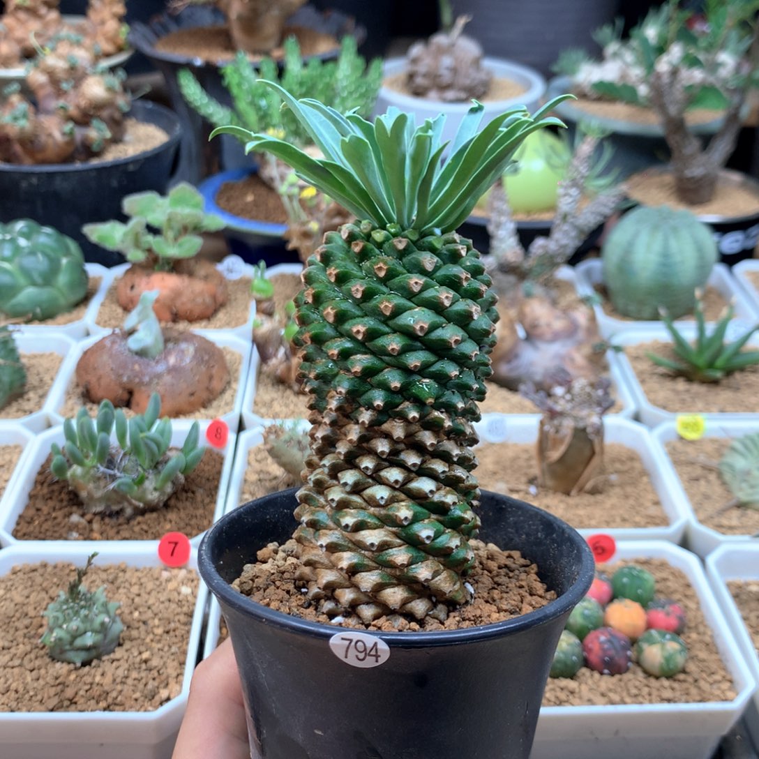 铁甲麒麟多肉带盆