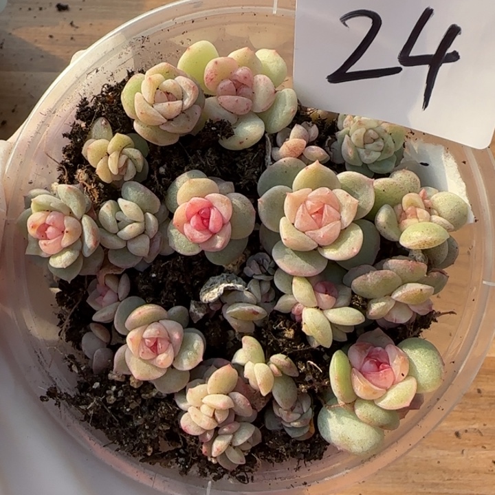 24号王者系列多肉一盒