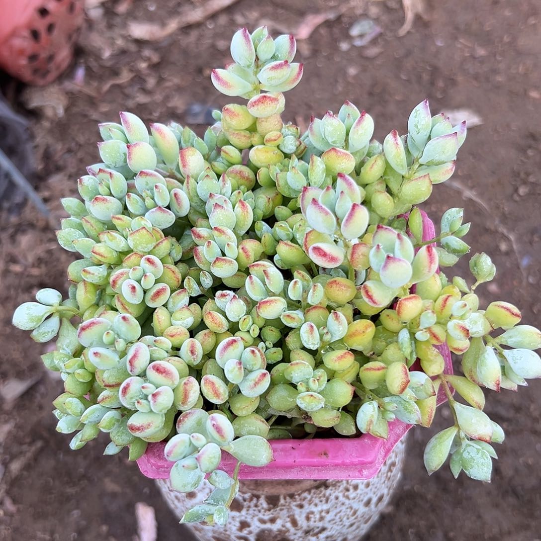 多肉植物达摩福娘