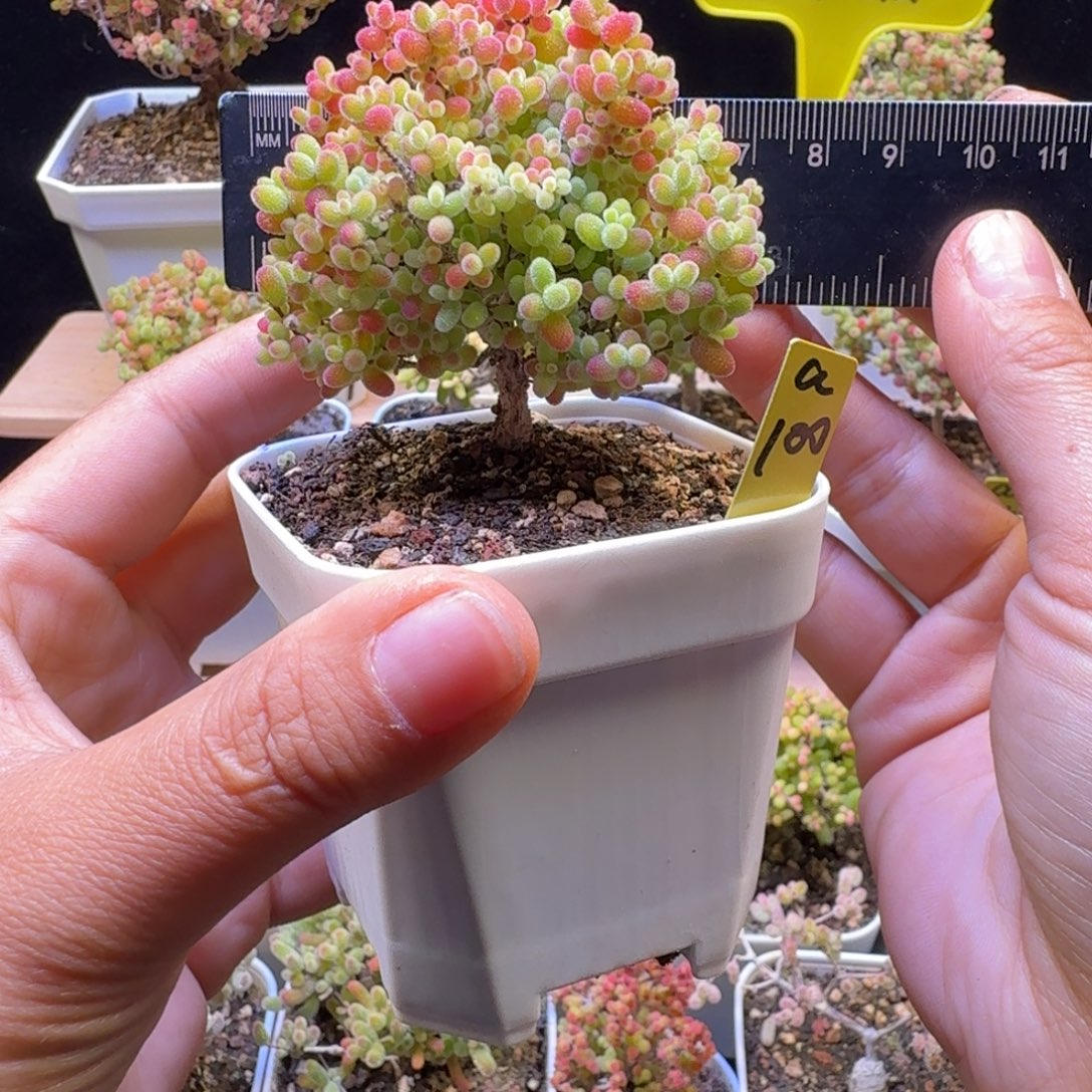 a100号蜜橘冠服7厘米左右